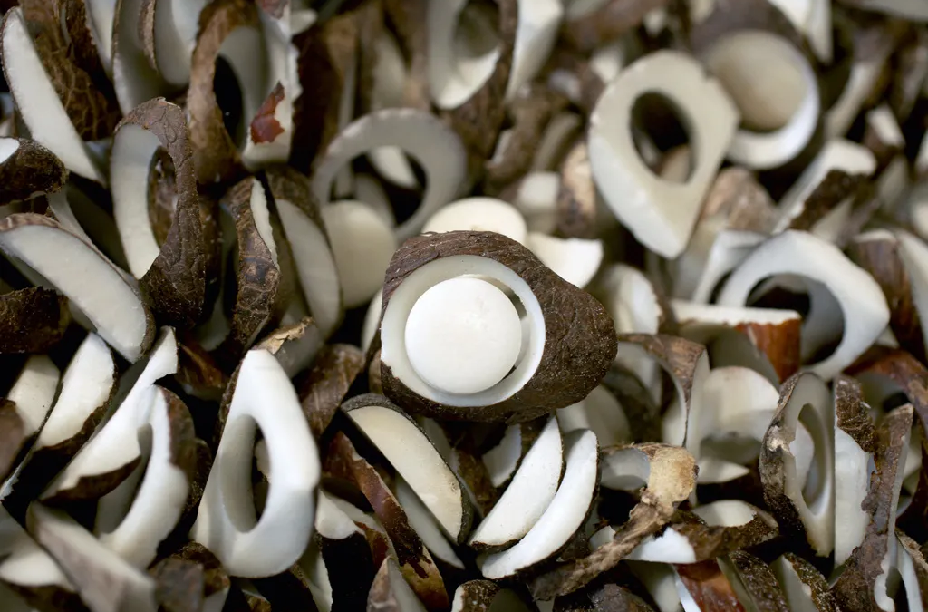 Creación de subpartida y prohibición de exportación – Semillas de Tagua