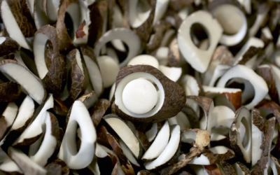 Creación de subpartida y prohibición de exportación – Semillas de Tagua