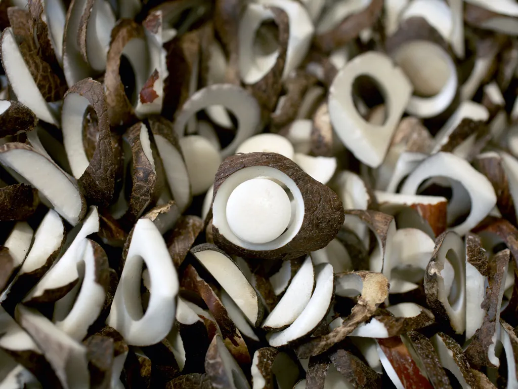 Creacion-subpartidas-y-prohibiciones-exportacion-semilla-tagua